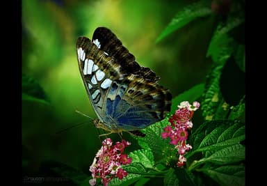 Natural Flow of the Gifts of God