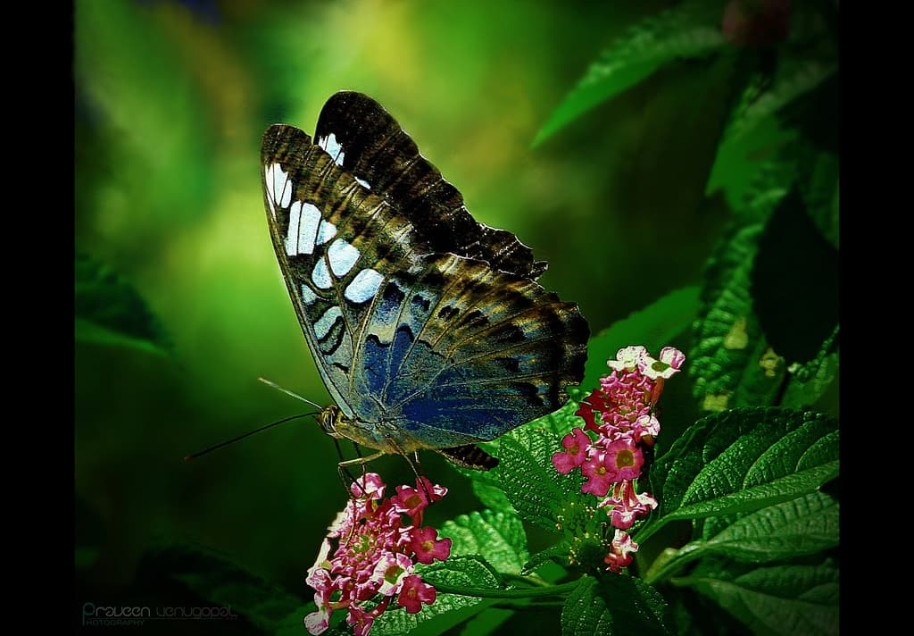 Natural Flow of the Gifts of God